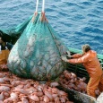 من يحمي المحيطات من الصيد الجائر؟