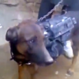 طالبان تأسر كلباً يحارب إلى جانب الناتو