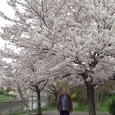 اليابان ٢: الزهور دعوة للتواضع