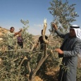 الاحتلال يهاجم الأغوار ومستوطنوه يقتلعون الأشجار