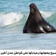رياضة السباحة في الربيع العربي