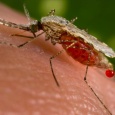 الملاريا على أبواب أوروبا: ٧٥ حالة في اليونان