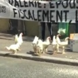 فرنسا: زواج المثليين والدجاج أمام منزل هولاند