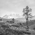 ١٠٠ عام على محمية طبيعية في جبال الألب (تقرير)