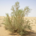 السعودية: مهرجان خاص لشجرة الغضا الصحراوية