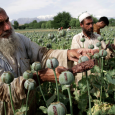 انتاج قياسي للافيون في افغانستان