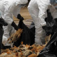 هولندا: عودة انفلونزا الطيور