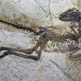 اكتشاف ديناصور مجنح في الصين