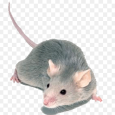 تعديلات وراثية على الفئران... فتصبح فائقة الذكاء