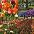 أفريقيا: انتاج الزهور يهدد هيمنة ...هولندا