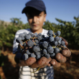 صناعة نبيذ في فلسطين المحتلة