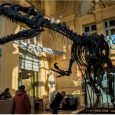 بيع ديناصور بـ مليون و١٣٠ ألف يورو