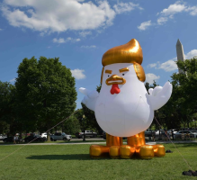 ترامب دجاجة في البيت الأبيض