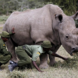 وداعاً يا «سودان» آخر ذكر وحيد القرن