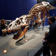باريس: عرض ديناصور عمره 67 مليون عام