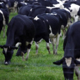 استراليا: تعليق الترخيص لإحدى شركات تصدير الماشية الحية