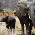 هل ترفع بوتسوانا الحظر على صيد الأفيال؟