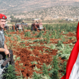 لبنان نحو تشريع زراعة الحشيش