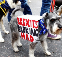 بريطانيا: أصحاب الكلاب لا يريدون بريكسيت