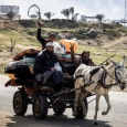 حمير غزّة والأنظمة العربية