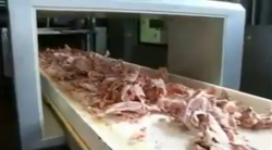 المواد الأولية بقايا الخنازير