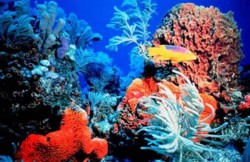 الشُعب المرجانية 