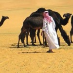 السعودية: الابل مصدر الفيروس التاجي 
