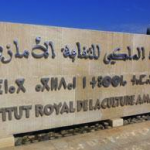 المغرب: الاعتراف باللغة الأمازيغية خطوة أولى