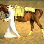 توقيف الإمارات من الاتحاد الدولي للفروسية: معاملة خشنة للـ ...جياد